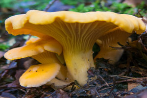 Mushroom-edible-camino-caminoways