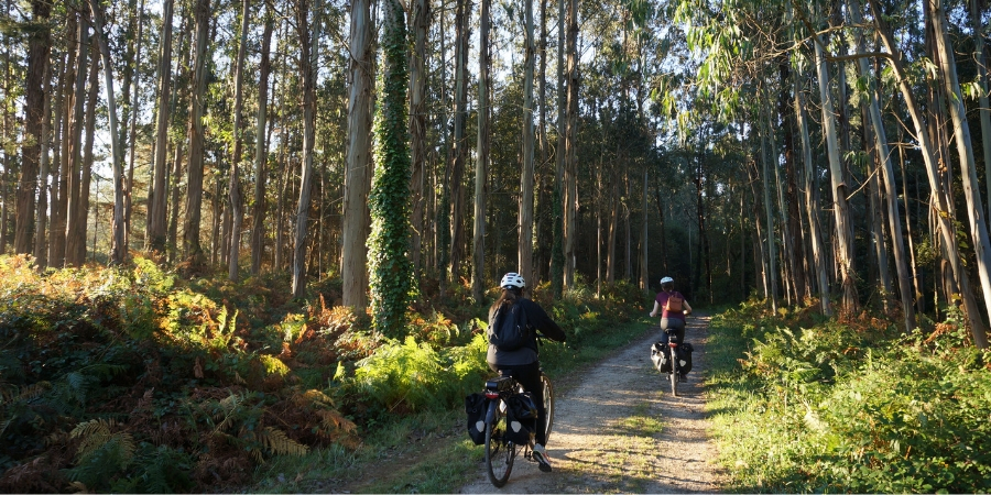 cycling-through-a-forest-on-the-camino-de-santiago